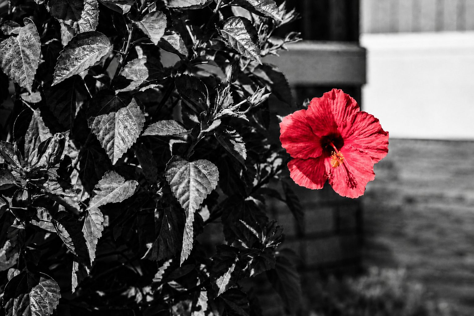 A single red hibiscus against black and white foliage
