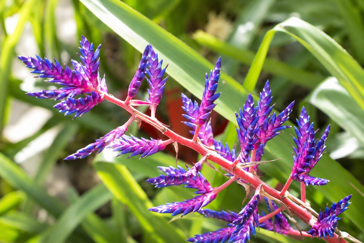 Purple salvia blossoms in close detail